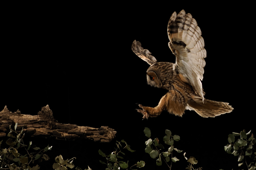 Imagen 14 de la galería de Búho Chico - Long-eared Owl